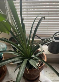 Pineapple plant