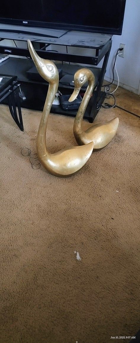 Swans