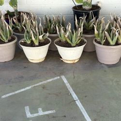 Very Healthy Aloe Juvenna Or Tiger Tooth Aloe Vera Plants, $19 Each