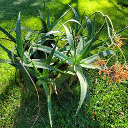 HUGE Aloe Vera Plants 
