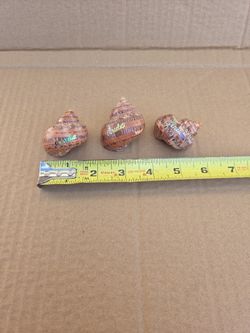 Medium Hermit Crab Shells From Aruba