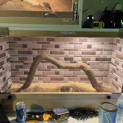 Reptile Enclosures 