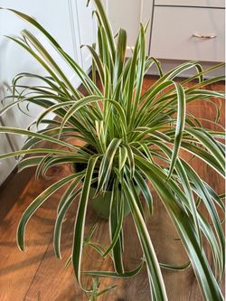 Spider plant
