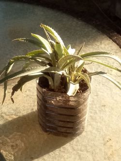 Small Spider Plant 🌿 Easy Care • Air Freshening • Pet Safe - Planta Cinta Pequeña 🌿 Fácil • Segura Mascotas