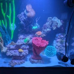 Toadstool Coral (2 Heads)