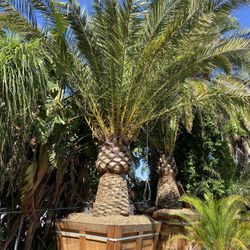 Canary Island Date Palms