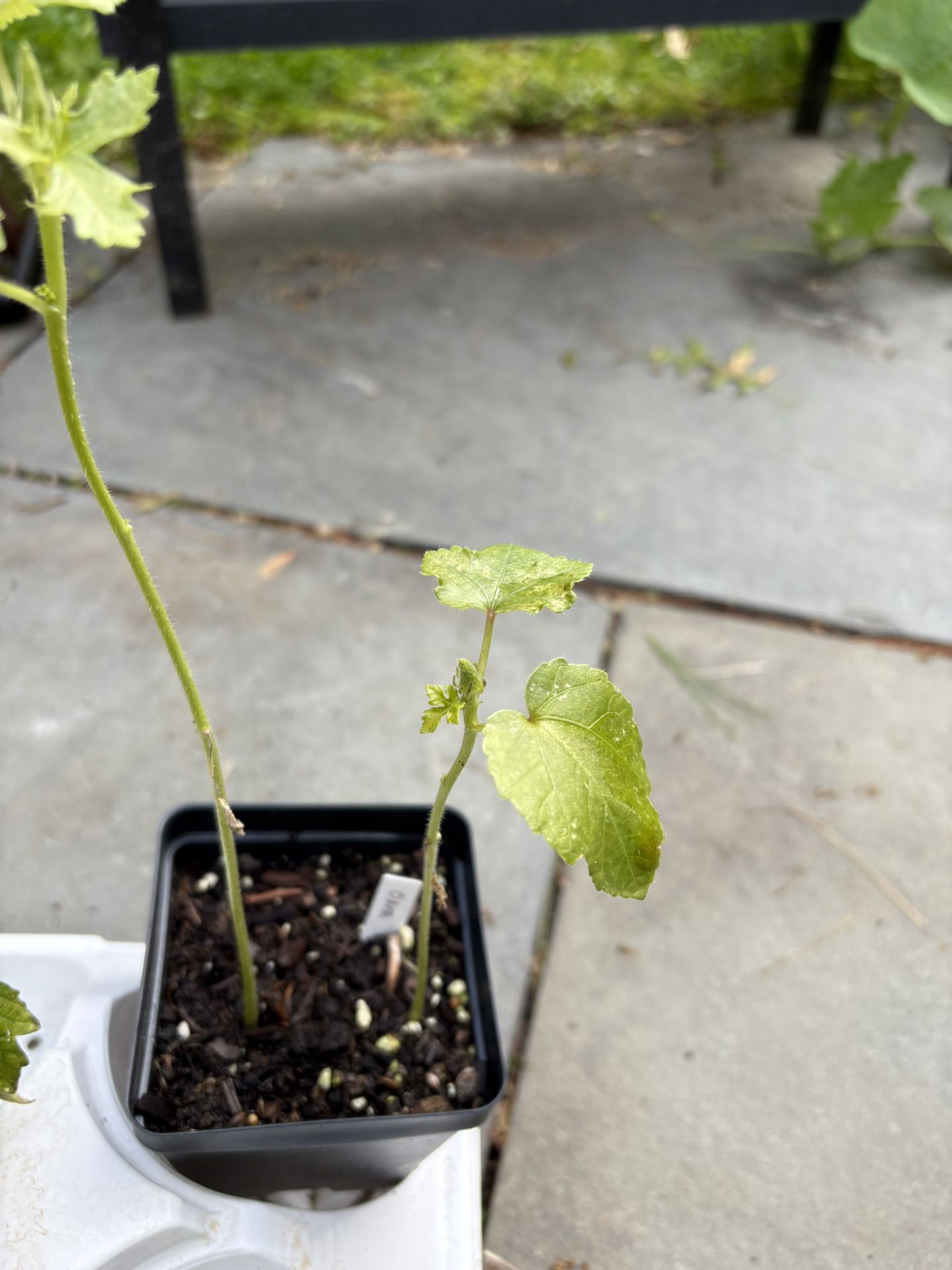 Okra