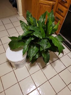 Peace Lily Tropical Plant
