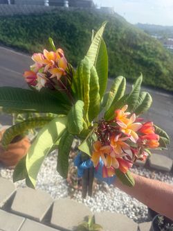 Live Plumeria Plant with Blooms