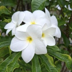 Plumeria Pudica Plant 