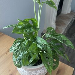 Monstera Cheese  Plant 