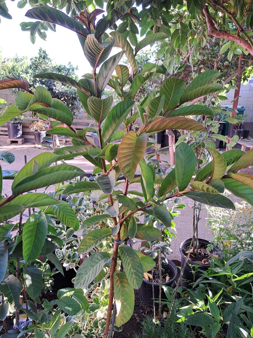 arbol