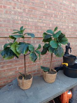 3 ft Artificial Fiddle Leaf Fig Tree Outdoor/ indoor Decoration