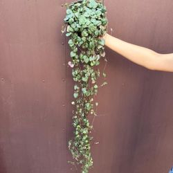 6” strings of hearts 