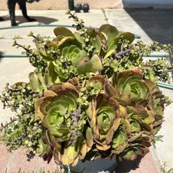 Large Pot with Succulents Offers accepted 