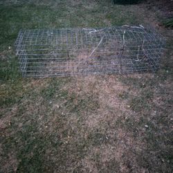 Crab Traps