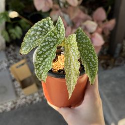 Polka Dot Begonia – 4” Pot 🌿