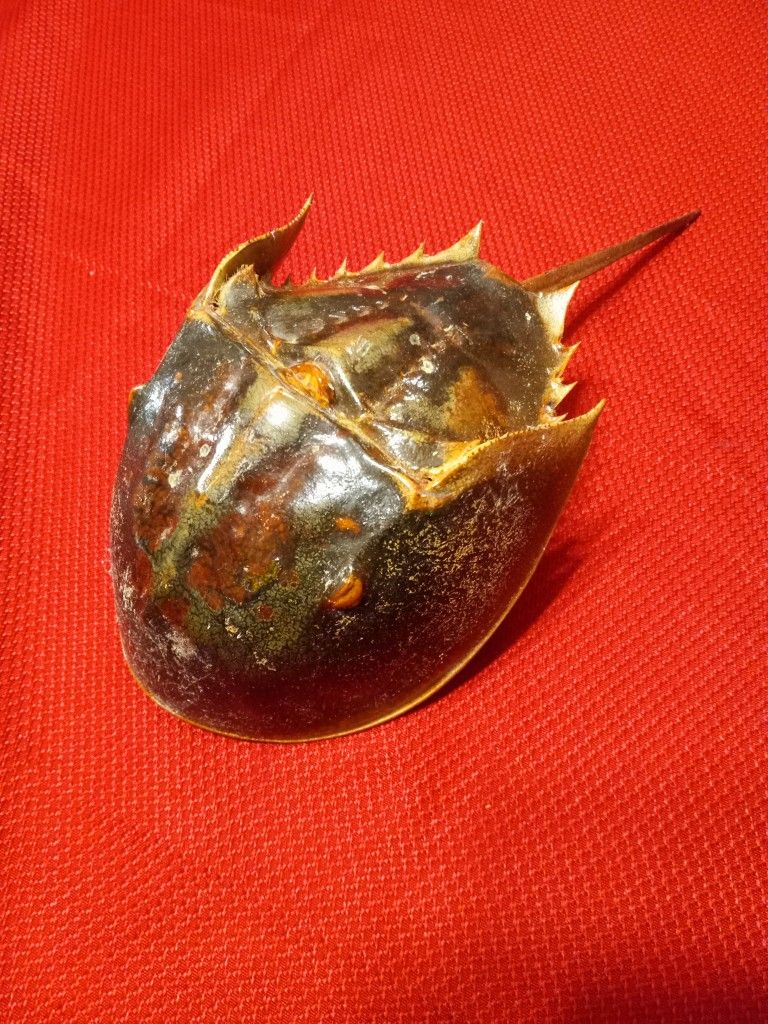 $20! Awesome Horseshoe Shell