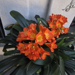 Clivia in full bloom!