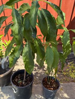 🥑 Organic Hass Avocado Trees – Homegrown & Ready to Thrive!