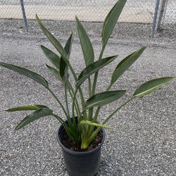5 Gallon Bird Of Paradise