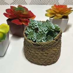 Succulent Set (5) 