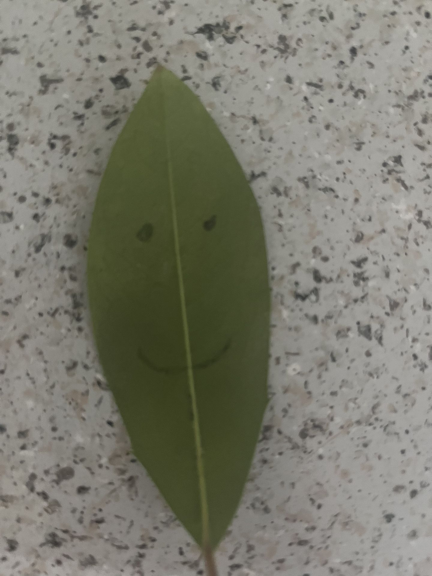 Smily Leaf
