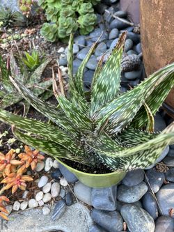 Aloe Hemmingii