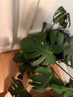 Monstera Plant + Indoor Plant