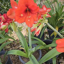 Amaryllis Plants