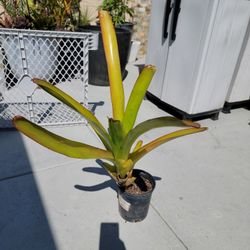 Orangade Bromeliad