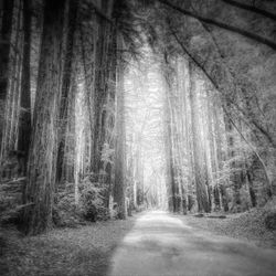 Redwoods Black And White Canvas Wall Art