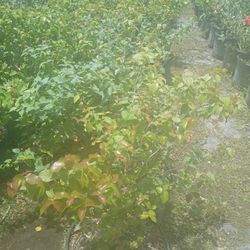  On Sale Now Cherry Hedges Big Sale $16