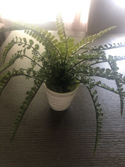 Faux Fern 