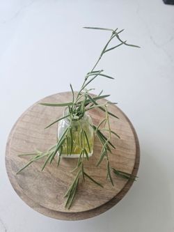 Hoya LINEARIS