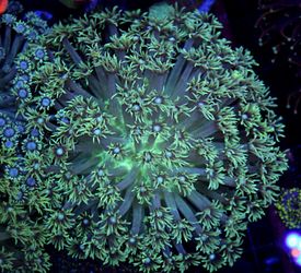 Goniopora Colony