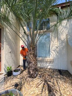 Palms Work trees Work estimates free