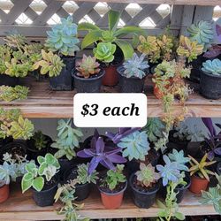 $3 Plant Varieties 