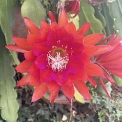 Large epithelium  Cuttings - Orange With Dark Pink
