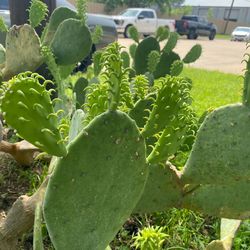 Cactus $10 available at Desoto