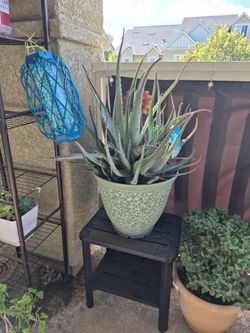 Aloe plant