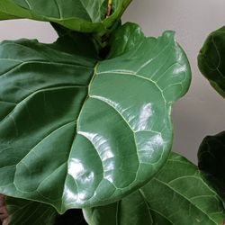 Large Big Leaves House Plants I Paid $100.plus Tax