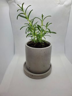 Rosemary in Concrete Planter - Cylinder