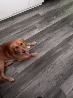 Spc - Vinyl Rigid Core Floors With All Need It Mat+lab