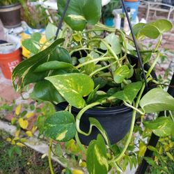 Hanging pot with  PHOTOS plants 