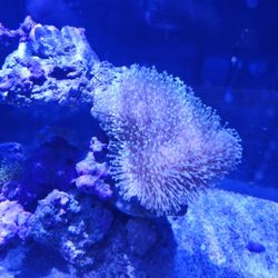 Fiji Cube
38 Gallon Peninsula Rimless