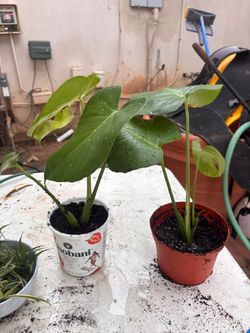 Monstera Deliciosa Starter Plant
