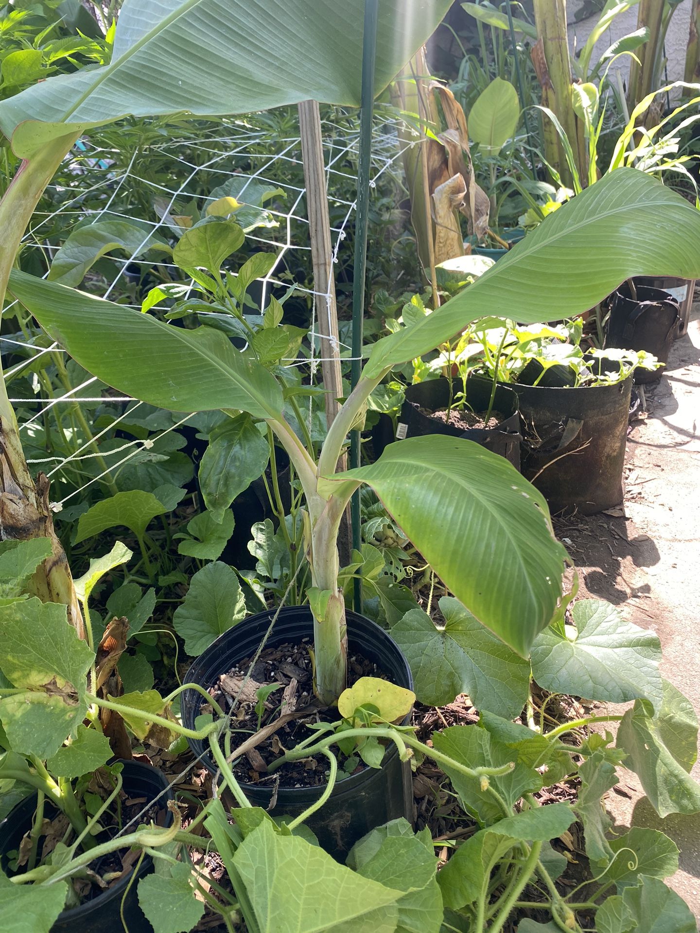 Blue Java Banana Tree
