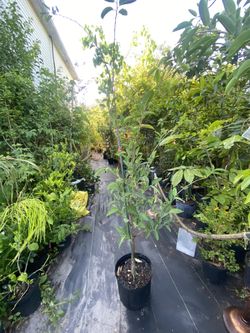 Pond apple/ Monkey Apple