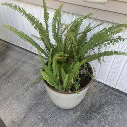 2 Flower pots with plants